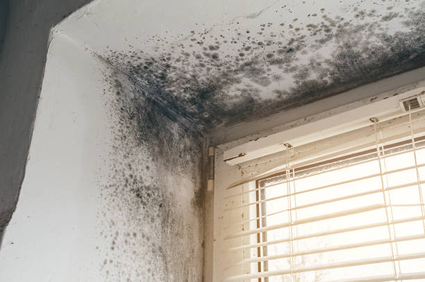 Affordable Mold Cleanup solutions in Millington, NJ